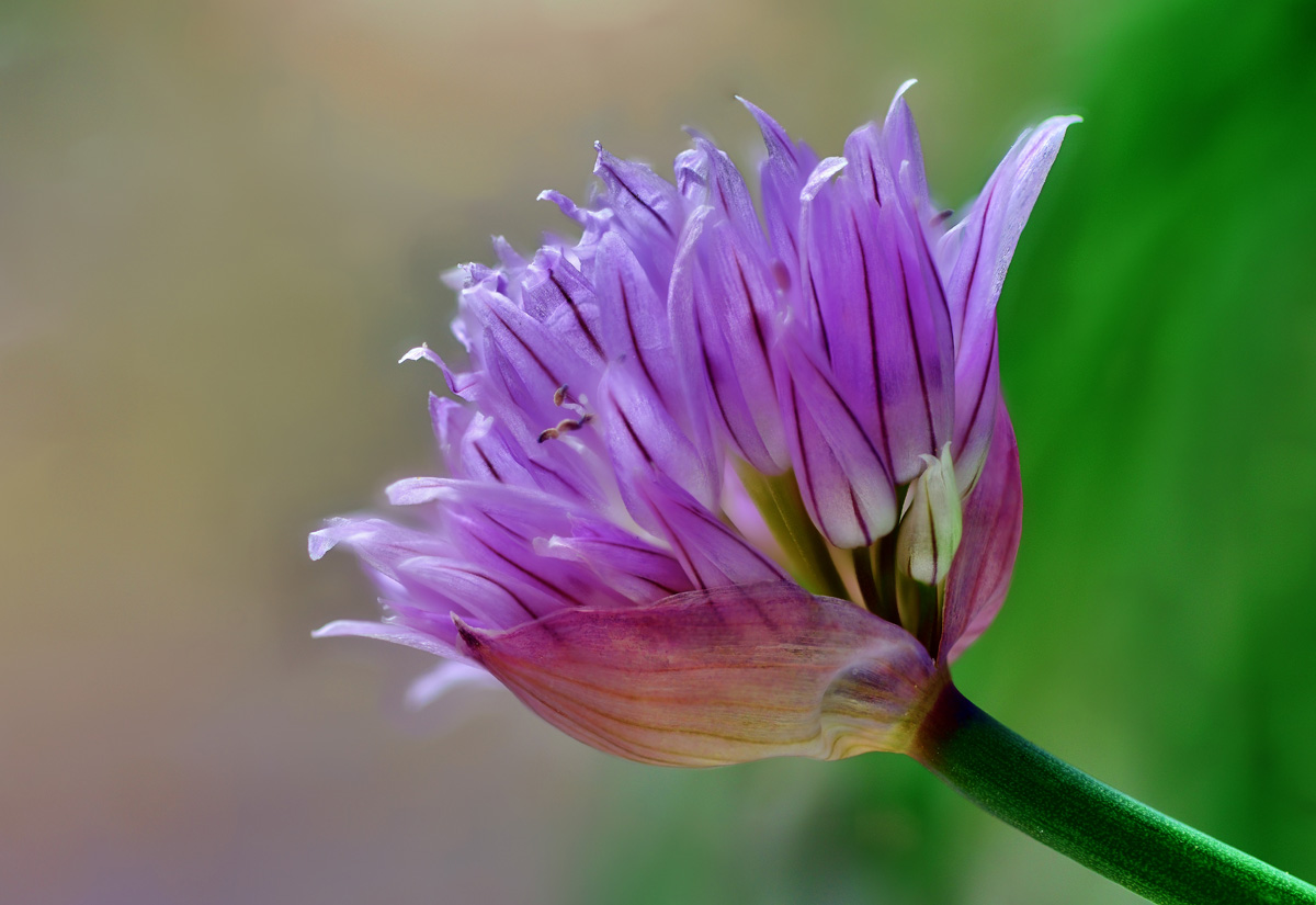 schnittlauch_blüte_1200.jpg