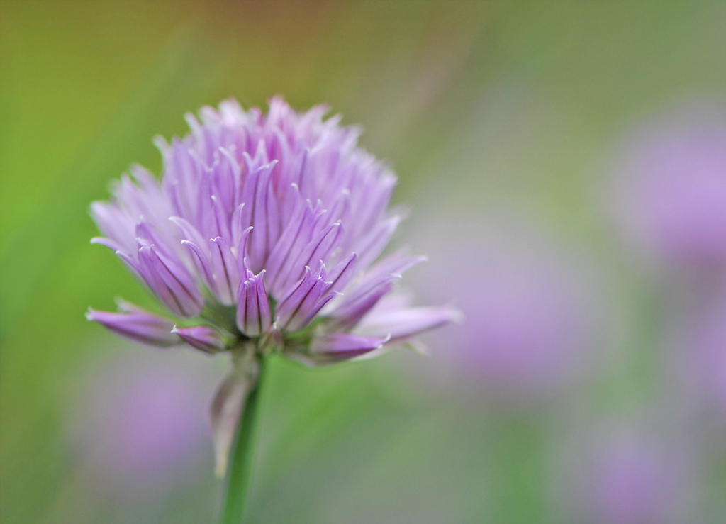 Schnittlauchblüte 110527 6 250kb