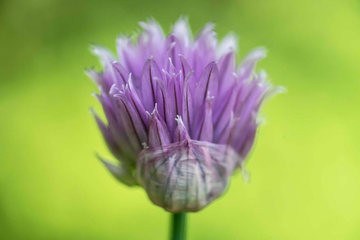 Schnittlauchblüte.jpg