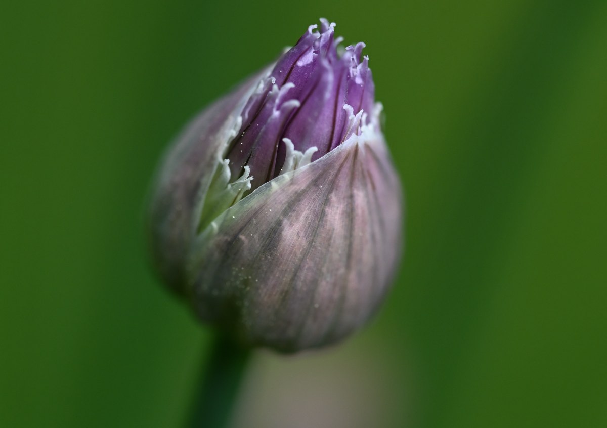Schnittlauchblüte.JPG