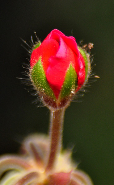 Schon wieder ein Blümchen im Sommer