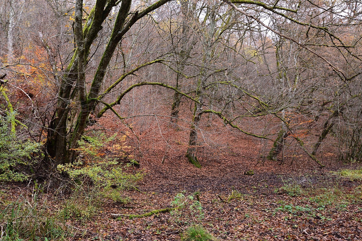 Schonwald Diebsteig-2019_24380.jpg