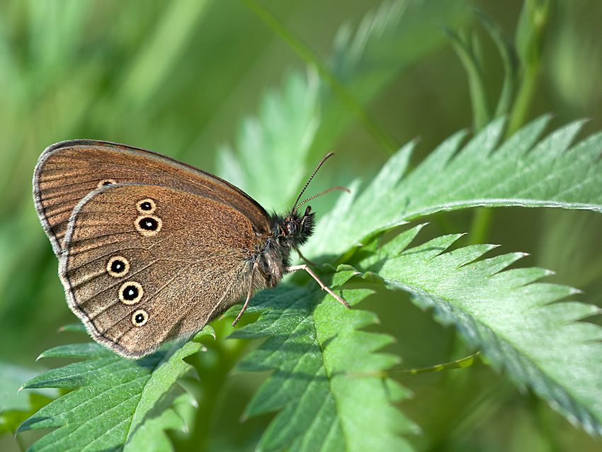 Schornsteinfeger 2012 06 29 02