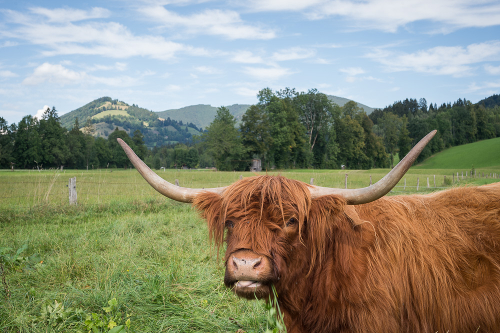 Schottischer Highlander