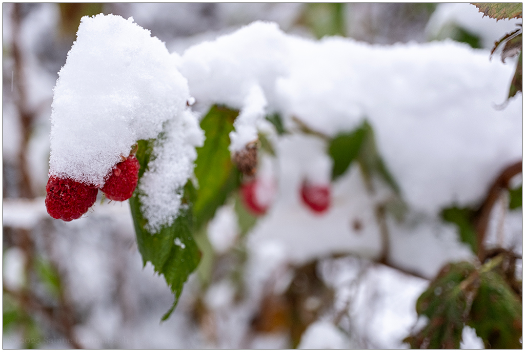 Schrebergarten im November – Himbeeren mit Schneehäubchen I