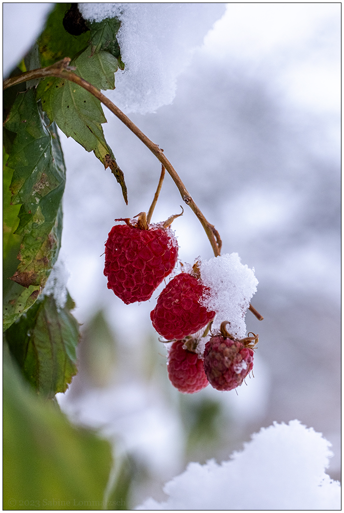 Schrebergarten im November – Himbeeren mit Schneehäubchen II