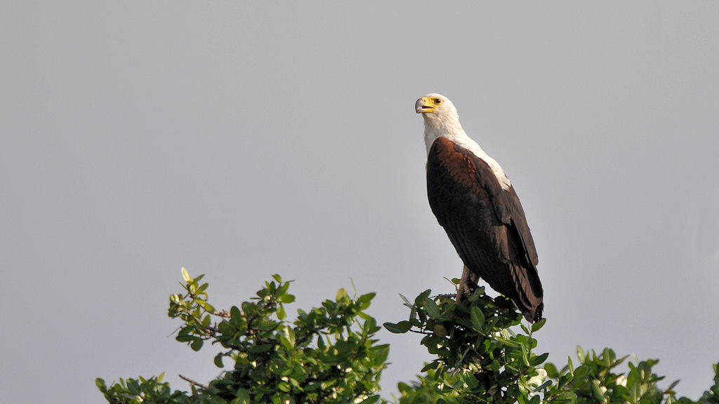 Schreiseeadler (African Fish Eagle)
am Lufupa River, Kafue
6903