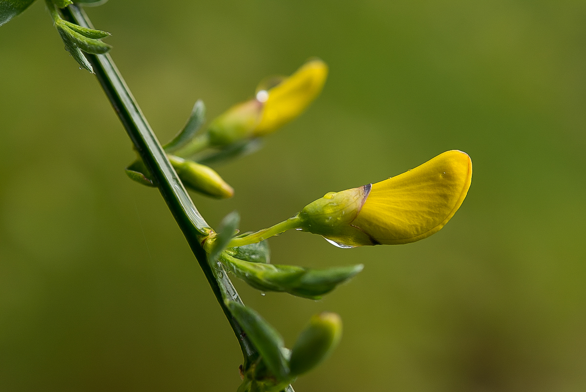 Schuhblüte (1 von 1).JPG