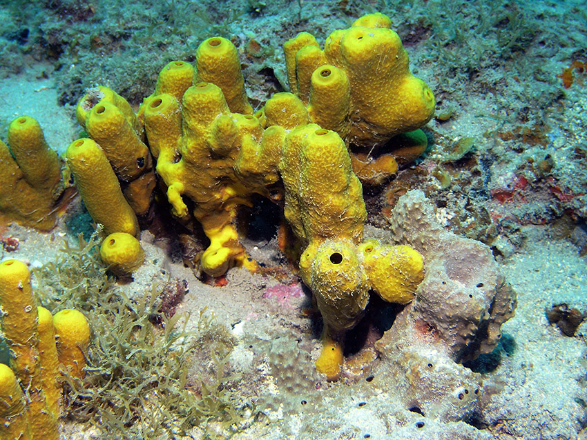 Schwämme, Fuerteventura