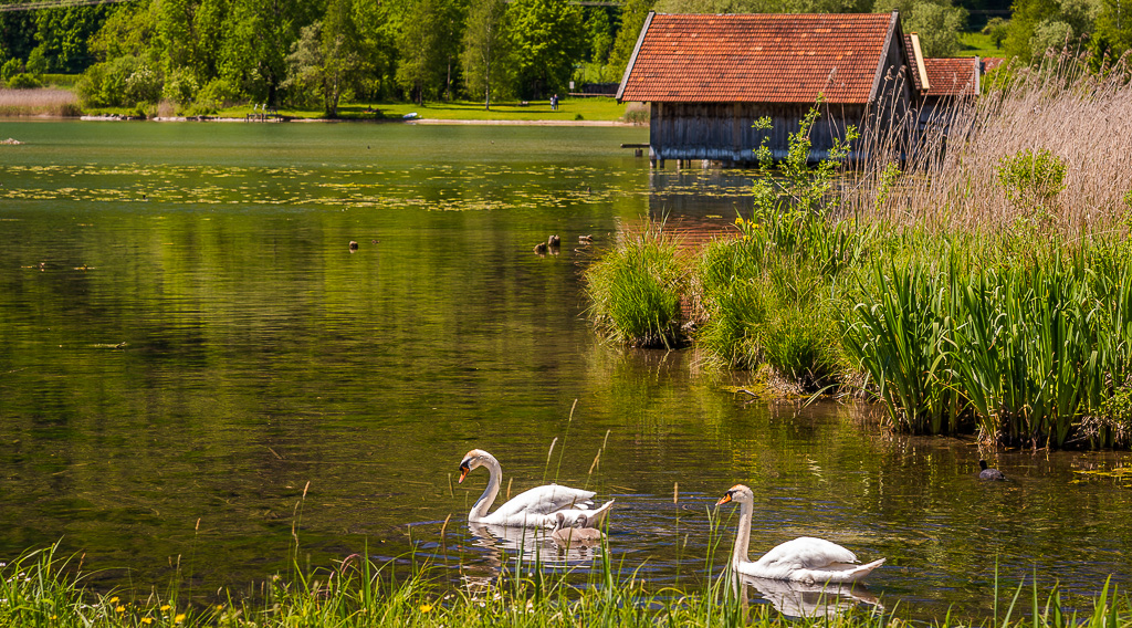 Schwäne am Kochelsee