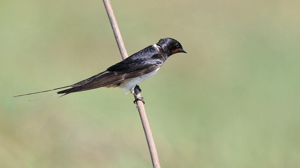 Schwalbe
Busanga Plains, Kafue
6577