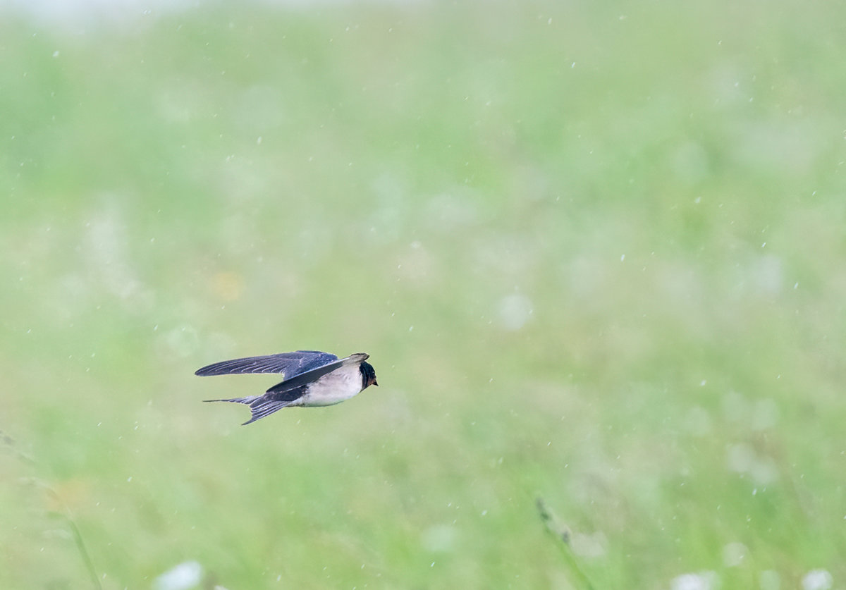 Schwalbe_Regen4-.jpg