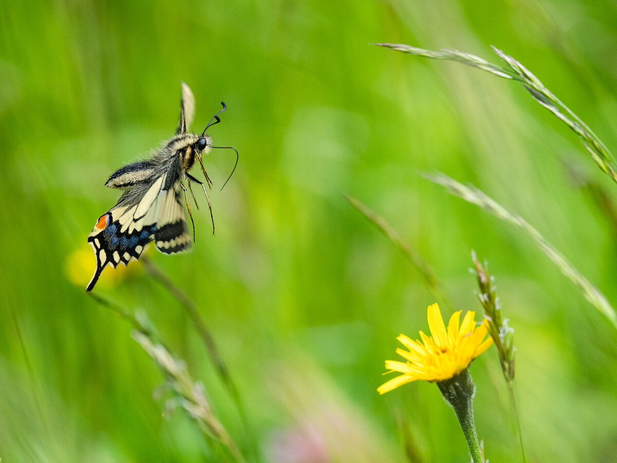 Schwalbenschwanz im Flug.jpg