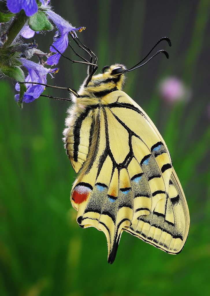 Schwalbenschwanz (Papilio machaon)