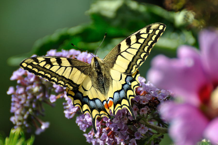 Schwalbenschwanz - Papilio machaon