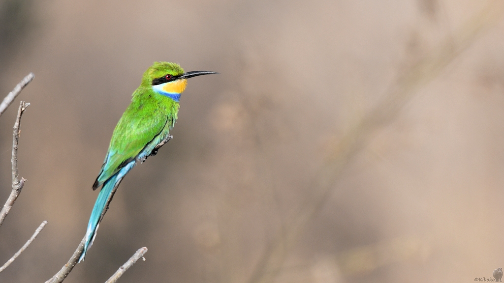 Schwalbenschwanzspint (Swallow-tailed Bee-eater)
Ruaha Nationalpark

s320 Ruaha Swallow tailed BeeEater 0550