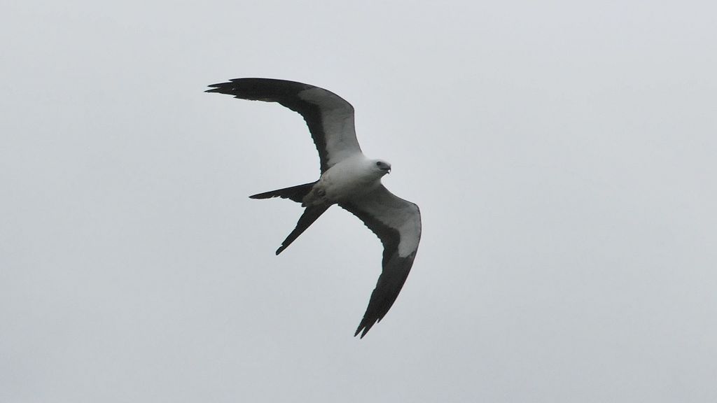 Schwalbenweih (Swallow tailed kite)
am Turtle Mountain, Iwokrama Rainforest
0571
