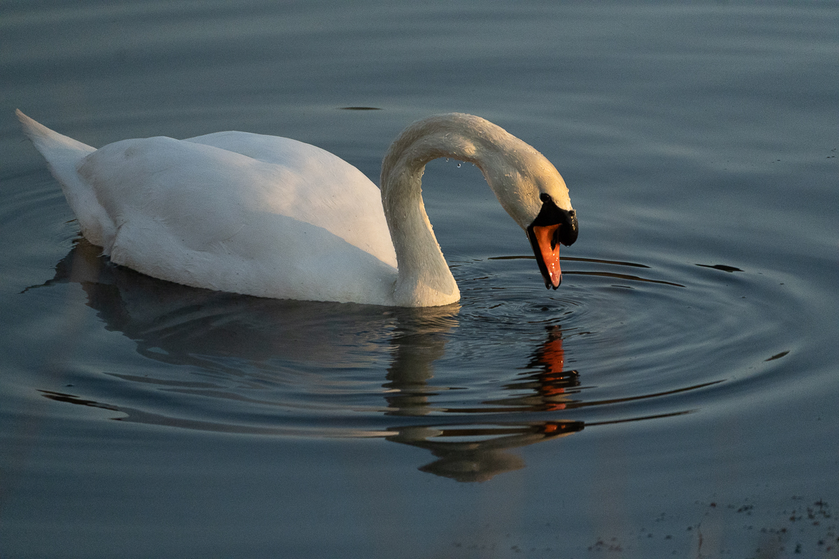 Schwan Ösewiese 7.3.25_1.JPG