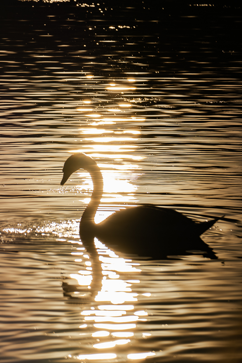 Schwan Ösewiese 7.3.25_3.JPG