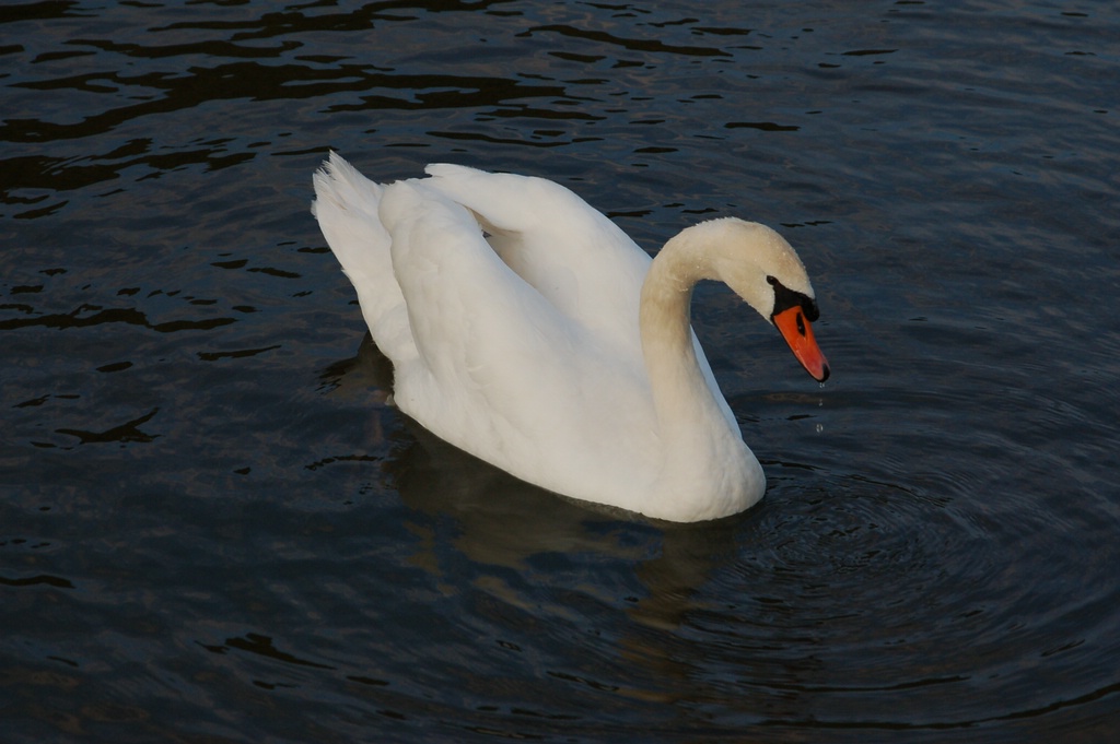 Schwan 01