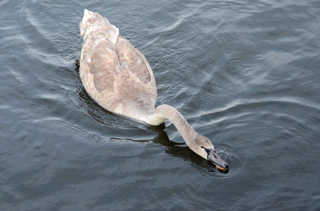 Schwan 02