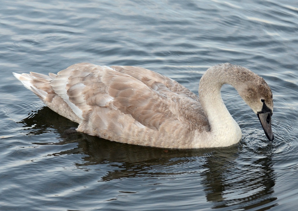 Schwan 04