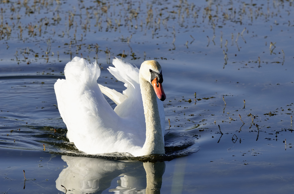 Schwan 1 klein