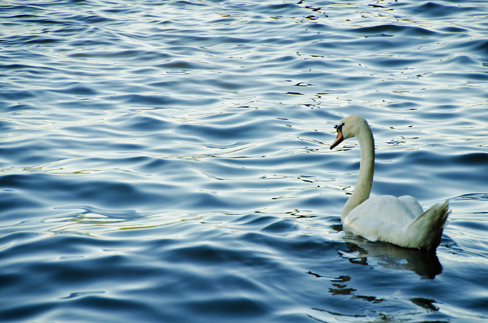 Schwan 1