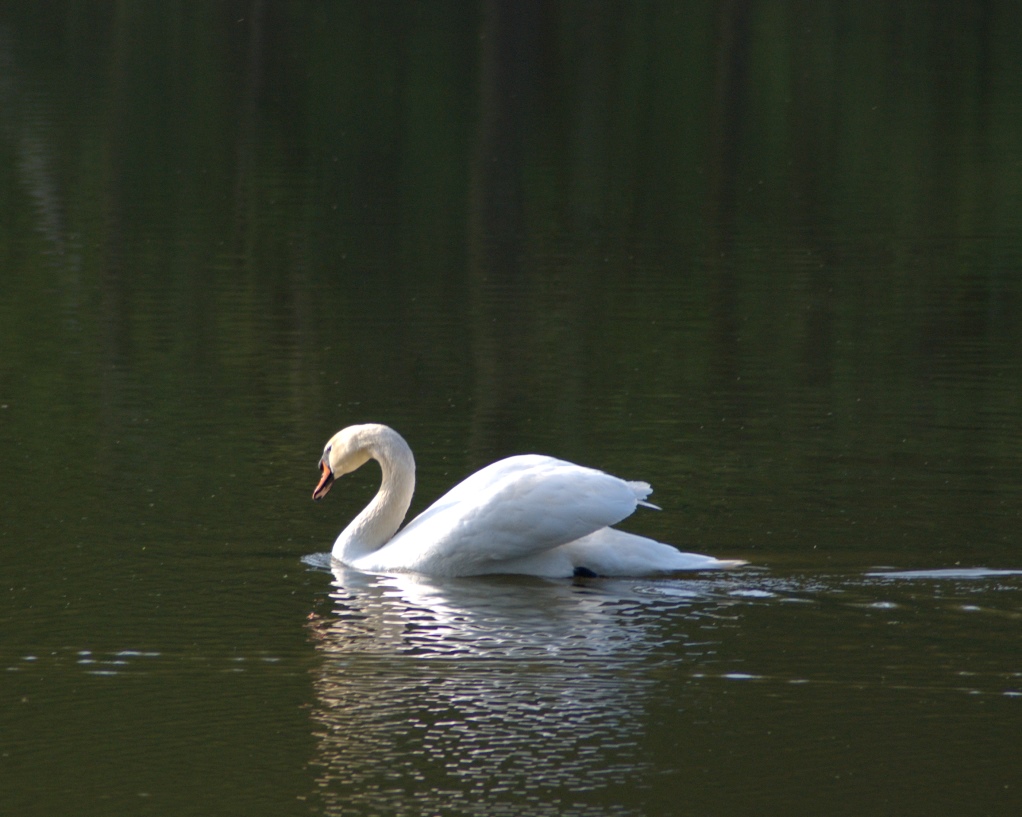 Schwan 1