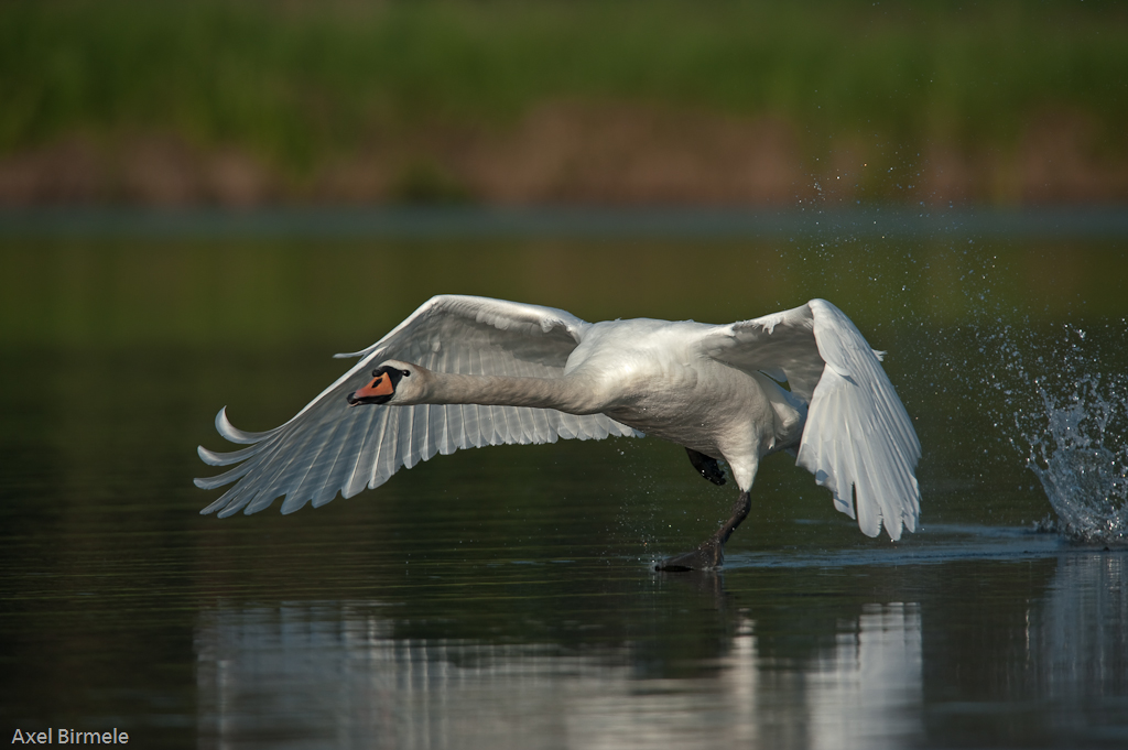 Schwan  10B 5753 bearbeitet 24. Mai 2010 001