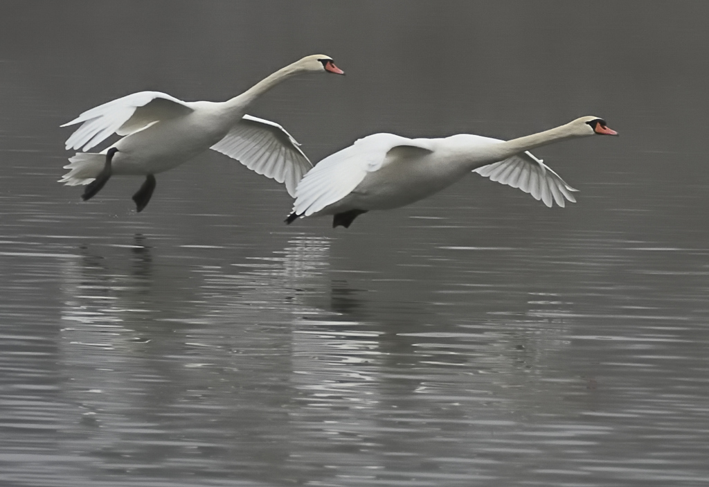 Schwan 2 klein