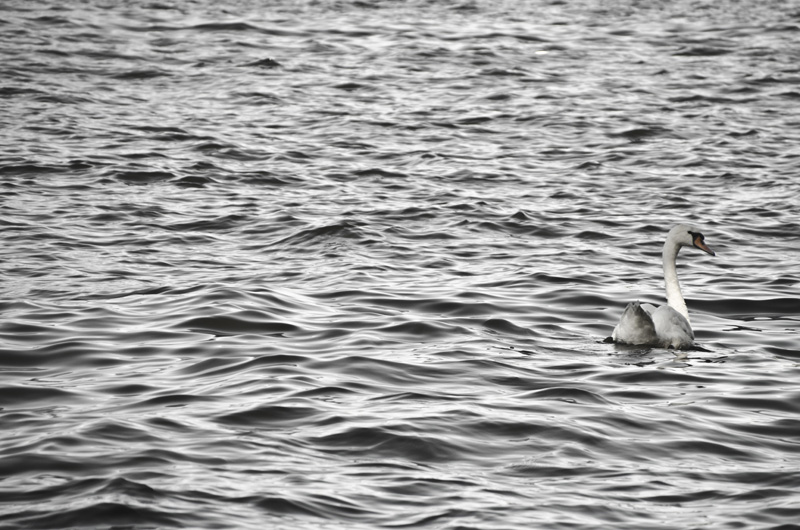 Schwan 2