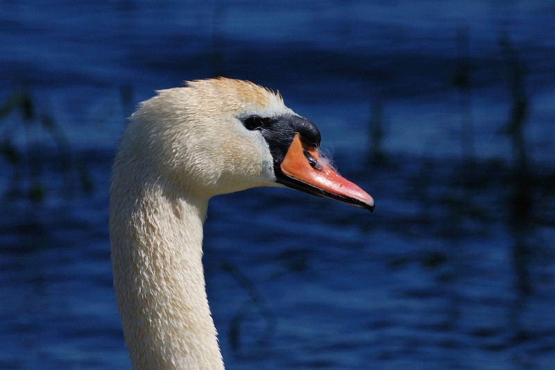Schwan, 200mm