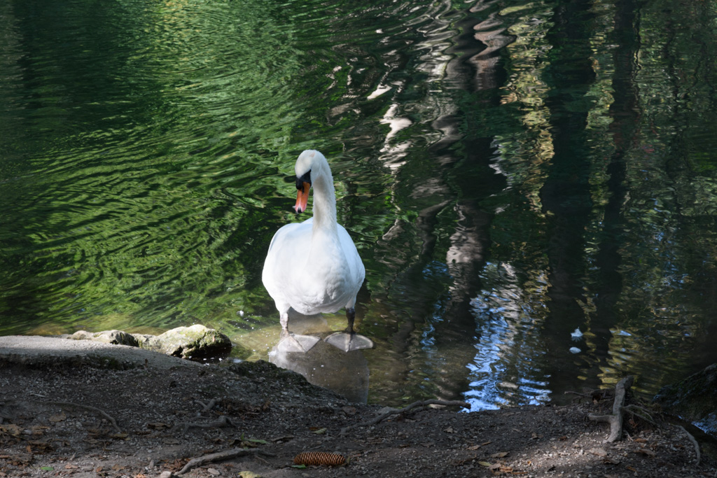 Schwan 500 ISO Camera Standard Unbearbeitet verkleinert 3