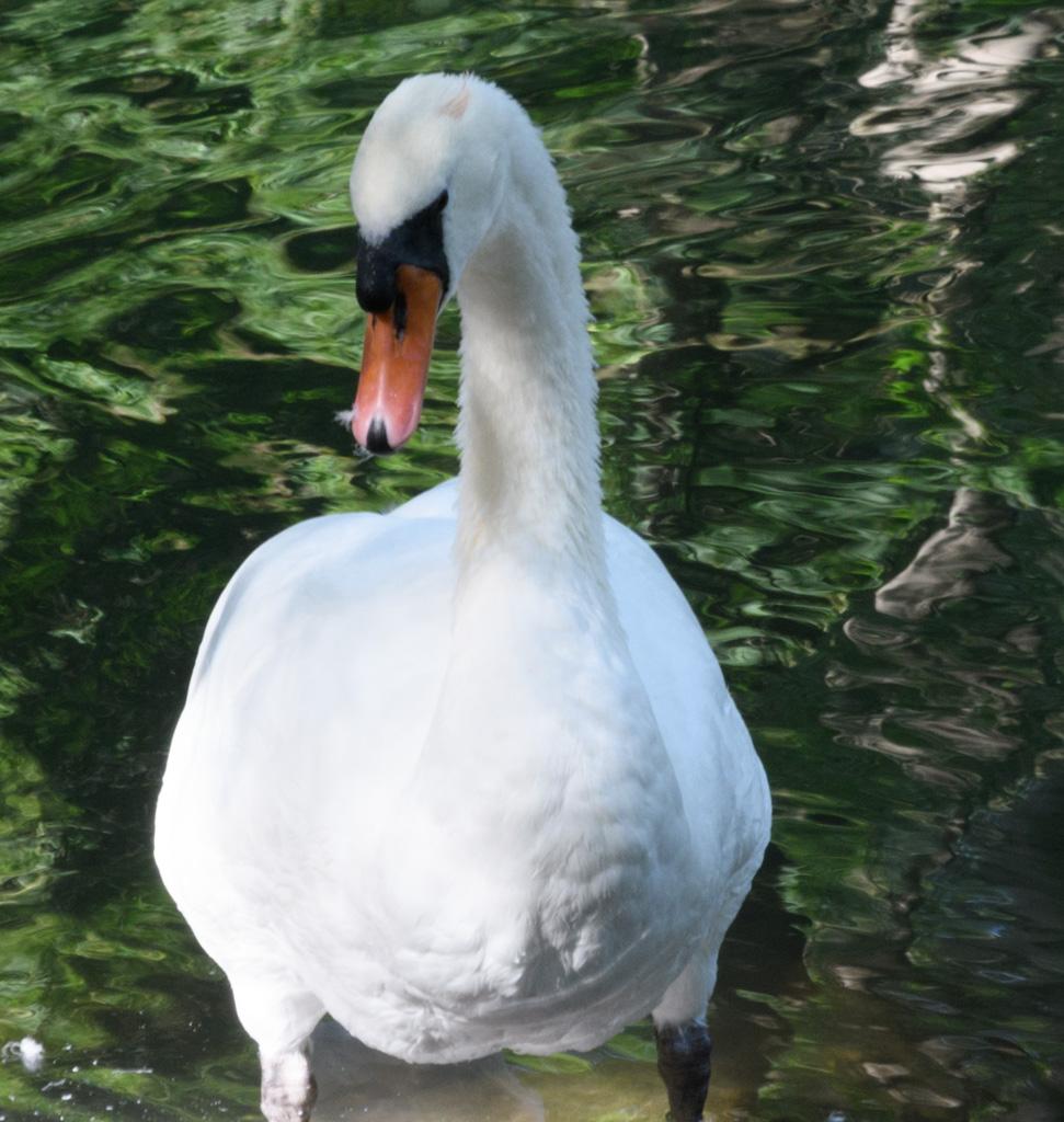 Schwan 500 ISO Camera StandardAusschnitt 1