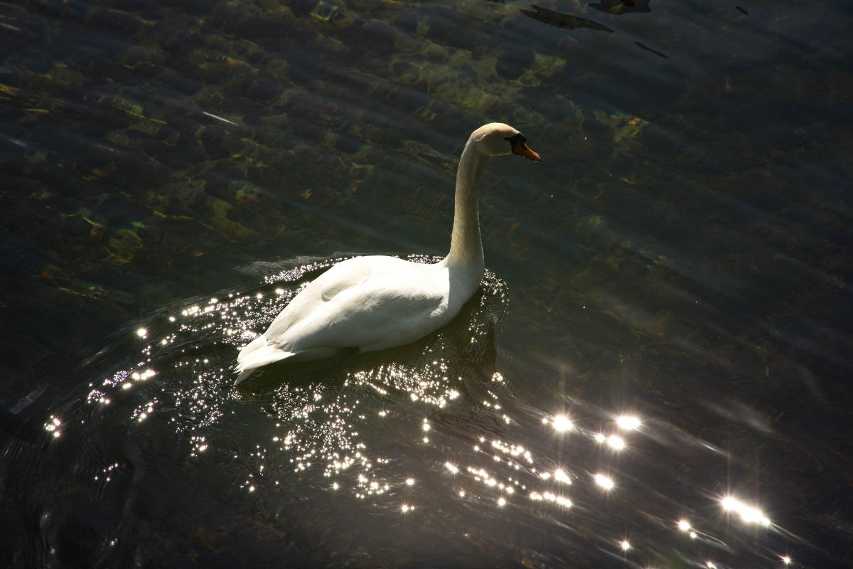 Schwan auf dem kristallklaren Wasser des großen Plönsees; alle Fotos: Nikon D7200 mit dem Nikkor 16-85mm