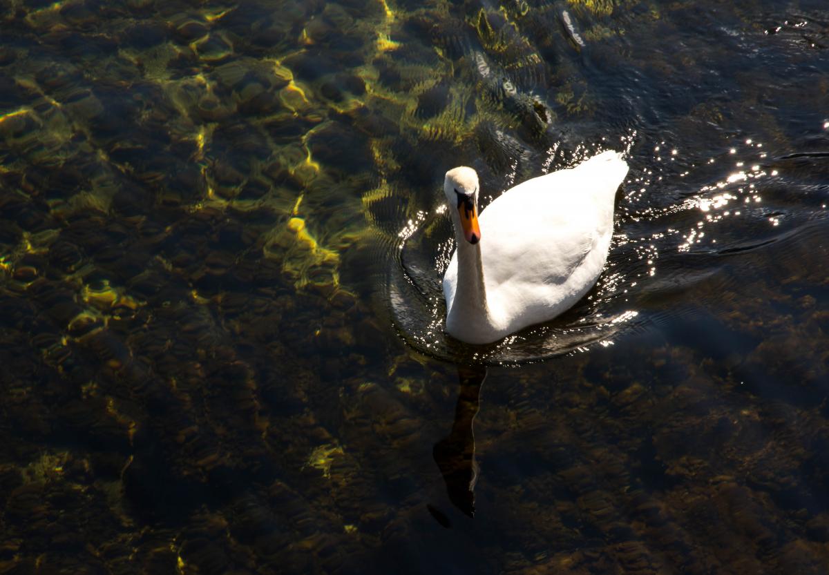 Schwan auf dem kristallklaren Wasser des großen Plönsees; alle Fotos: Nikon D7200 mit dem Nikkor 16-85mm