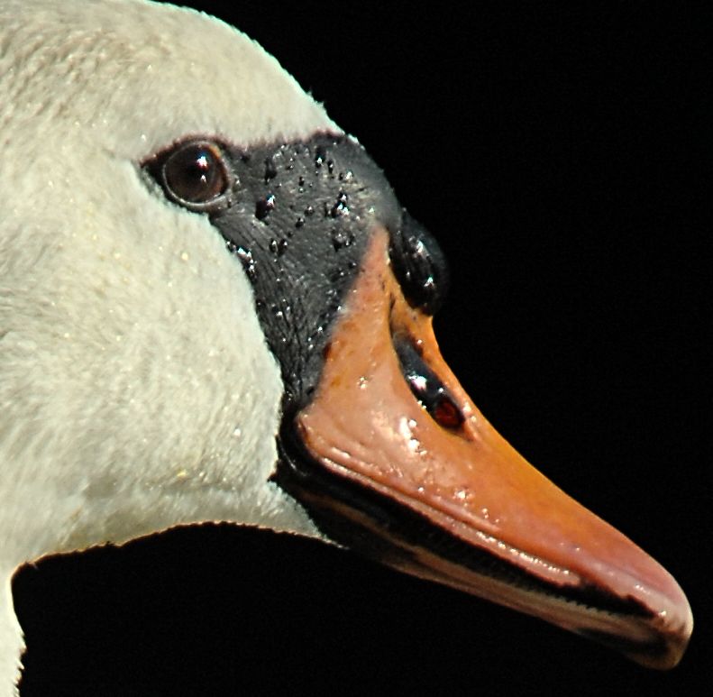 schwan crop