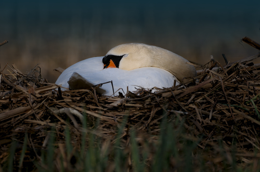 Schwan doch eingeschlafen
