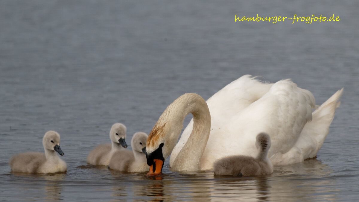 Schwan Gössel 1_DxO.jpg