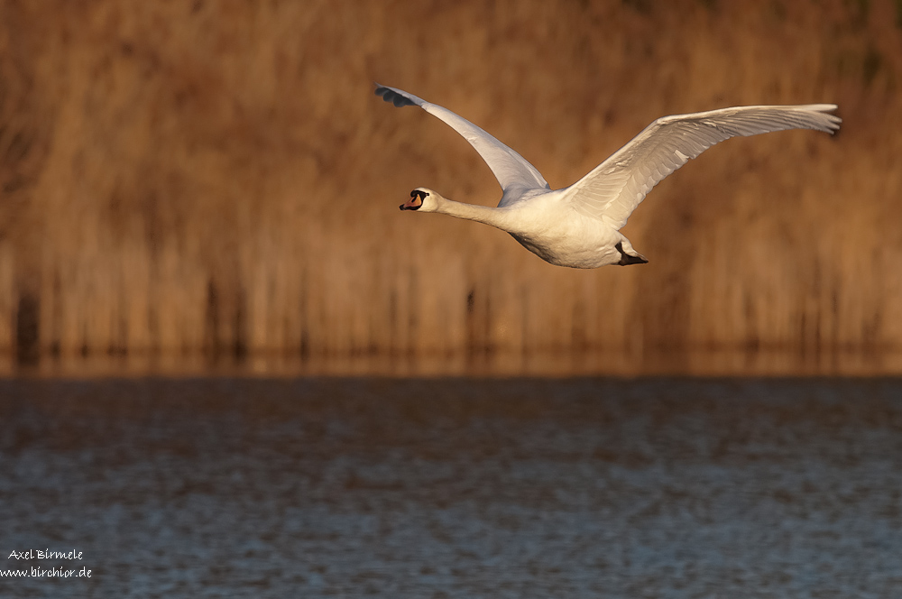 Schwan HME 7096 27. Februar 2010 001