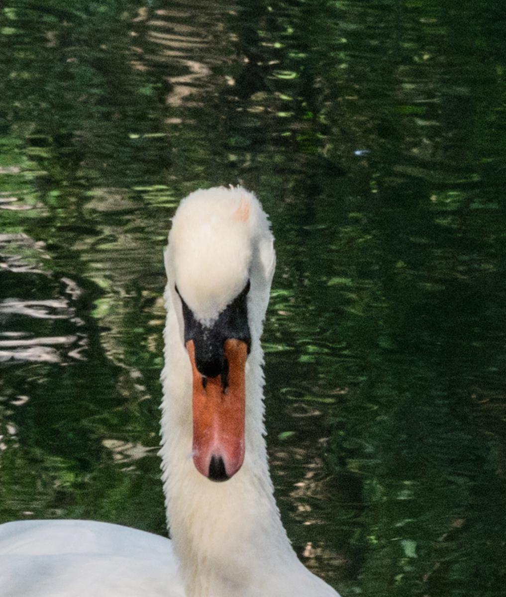 Schwan im Erdinger StadtparkDSC2333 ISO 1600 Ausschnitt