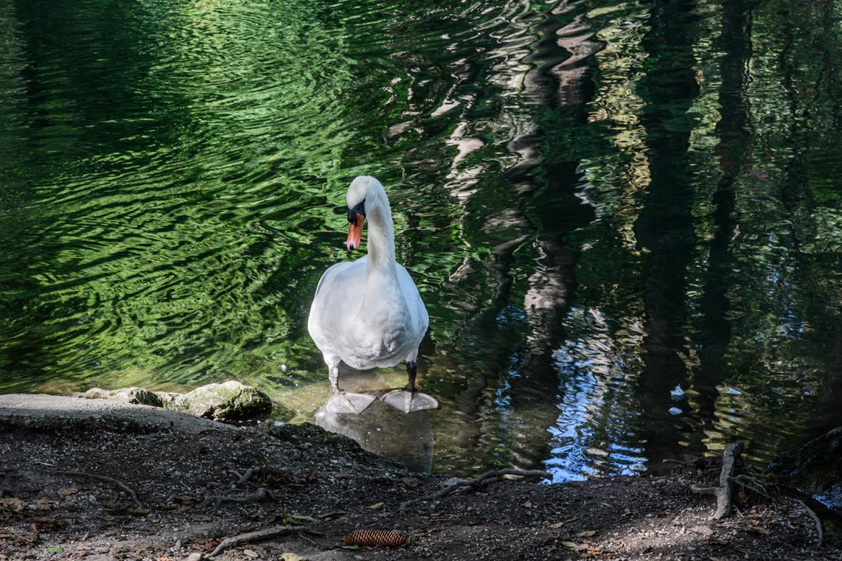 Schwan im Erdinger StadtparkDSC2341 verkleinert