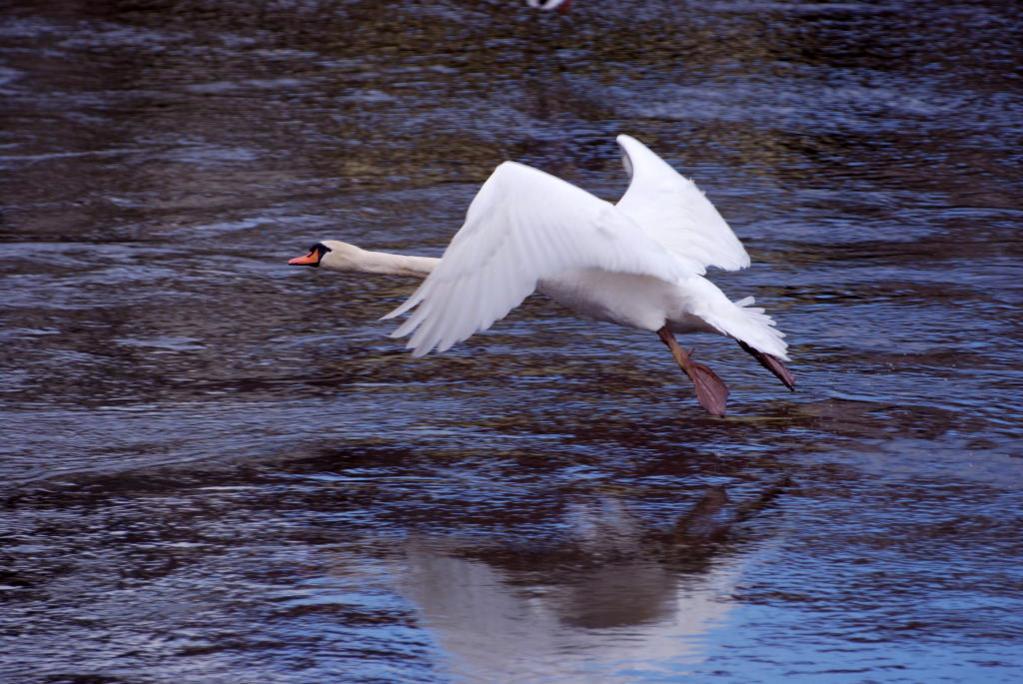 Schwan im flug