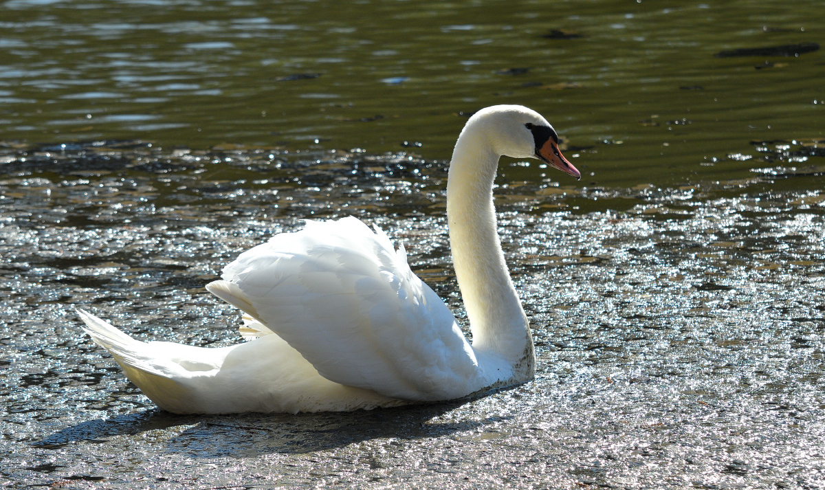 schwan im matsch 07