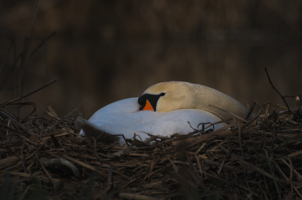Schwan im Nest der Geborgenheit