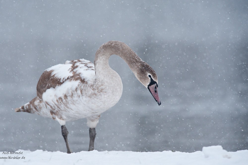 Schwan im Schnee ABI 1443 03. Januar 2010 001