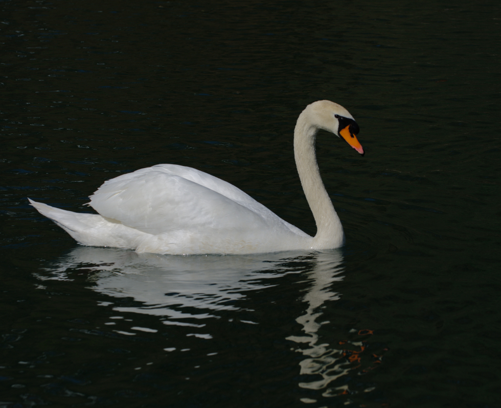 Schwan im Wöhrsee, mit Spiegelung