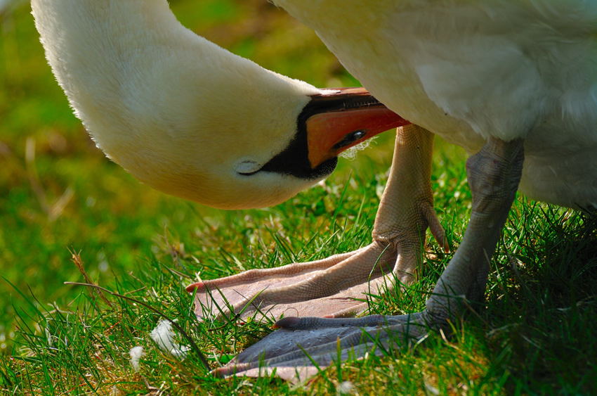 Schwan kopfueber1