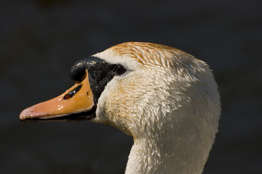 Schwan Ostsee 09 II